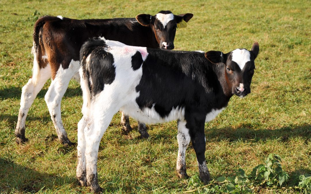 Are your calves getting enough colostrum?