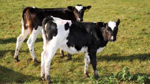 Are your calves getting enough colostrum?