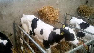 Value of a calf sick bay