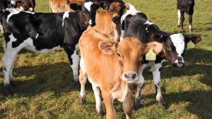 Calving time advice by Bonanza Calf Nutrition