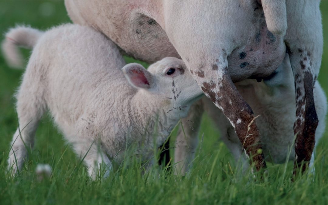 Colostrum Management for lambs
