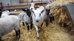 Lamb disease and mortality