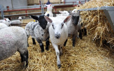 Lamb diseases and mortality