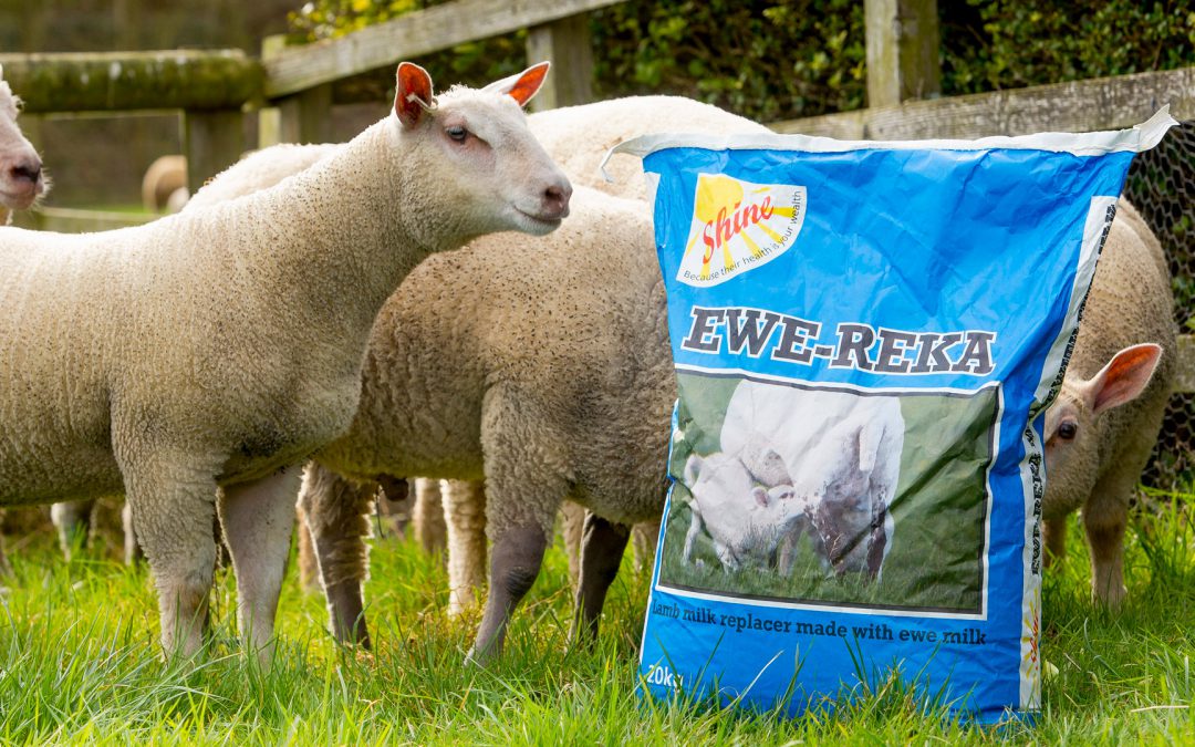 Milk feeding for lambs