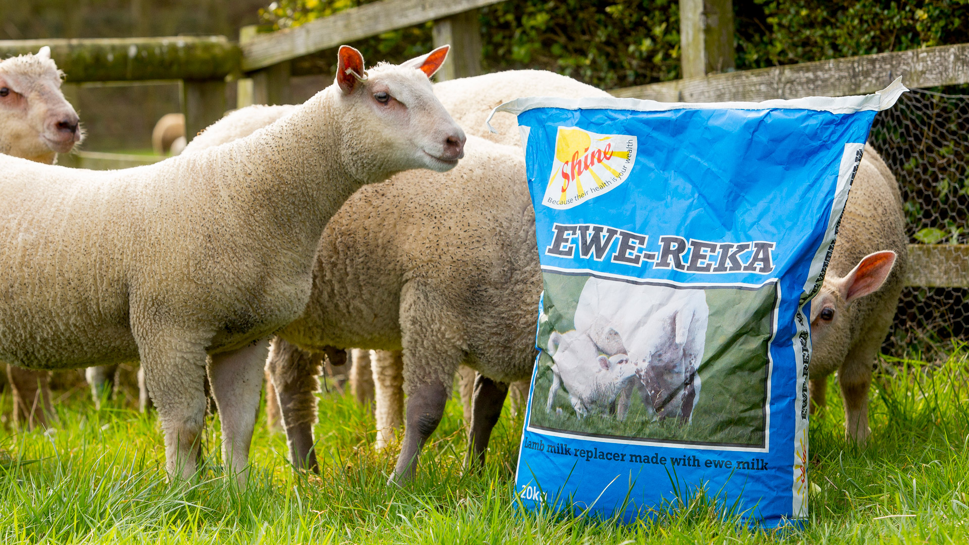 Milk Feeding For Lambs Bonanza Calf Nutrition