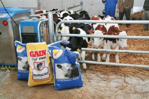 Brighter calves with Shine Twice-a-day