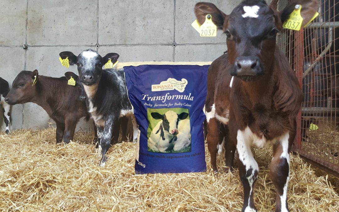 Transformula – the only transition milk replacer for baby calves