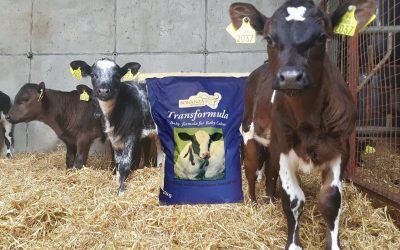 Transformula – the only transition milk replacer for baby calves