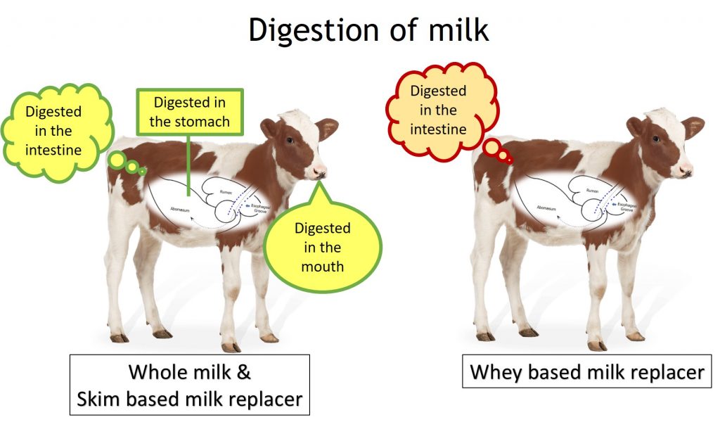 Key benefits of feeding once a day Bonanza Calf Nutrition