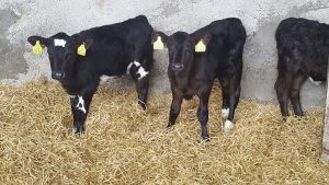 Guide to transition milk