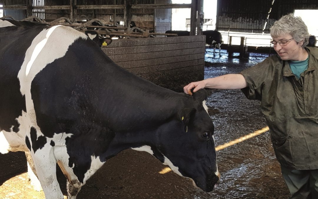 Use automatic feeders correctly or risk calf health farmers warned