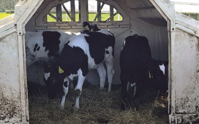 Managing late-born calves – Frequently Asked Questions