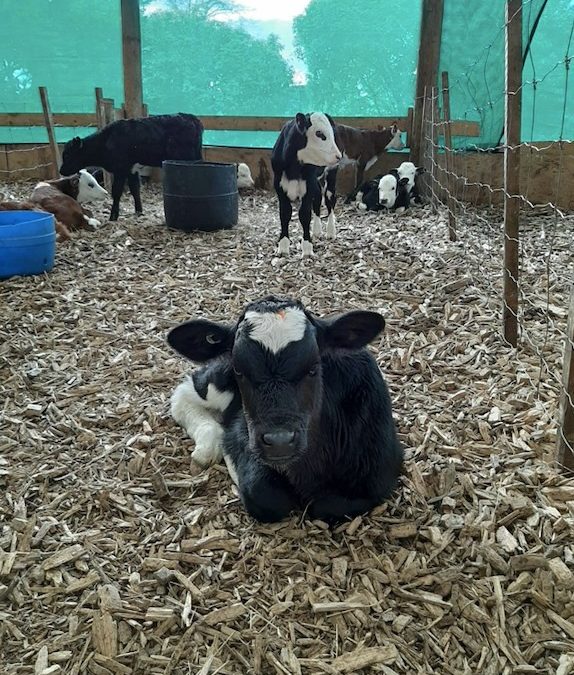 Welsh Dairy Show