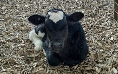 Purchasing calves – Frequently Asked Questions