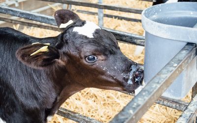 Farmer’s Guardian – Are We Underestimating the Importance of Transition Milk?