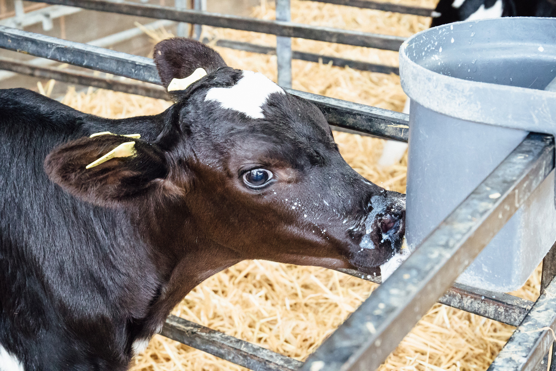 Feeding-calf Feeding calf