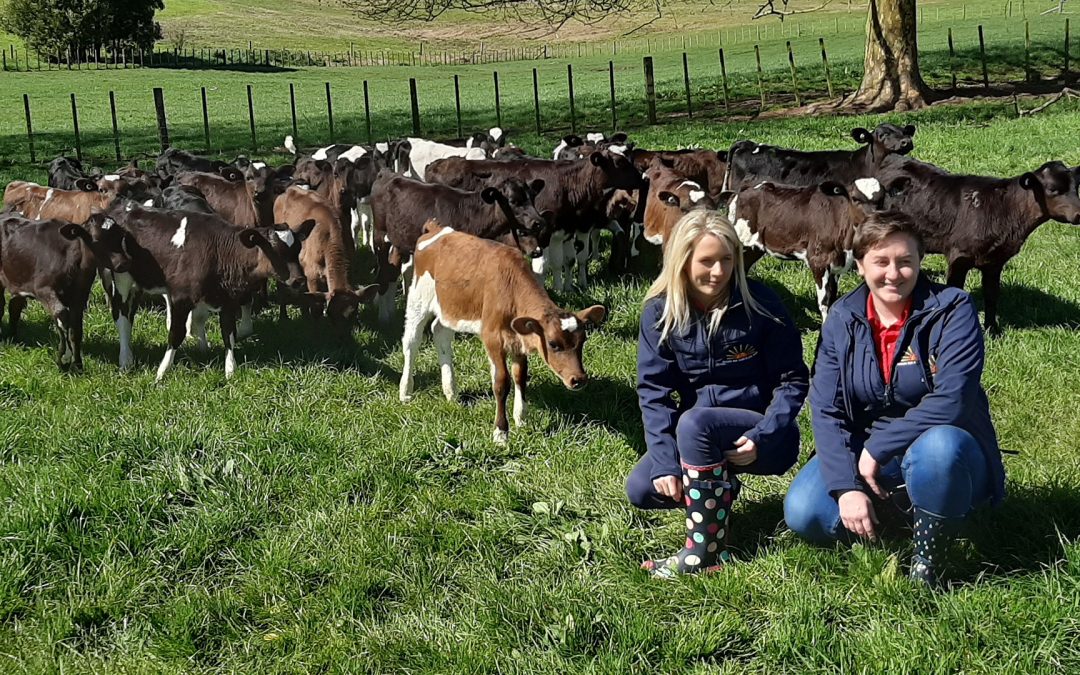 Back to basics with calf rearing in New Zealand