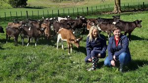 Back to basics with calf rearing in New Zealand