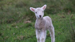 Options for rearing orphan and multiple lambs explored