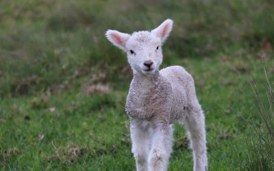Options for rearing orphan and multiple lambs explored