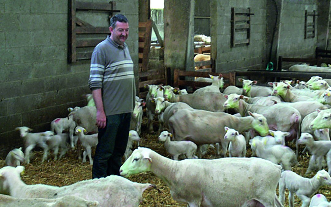 Ewe-reka key to reducing lamb mortalities in French flocks