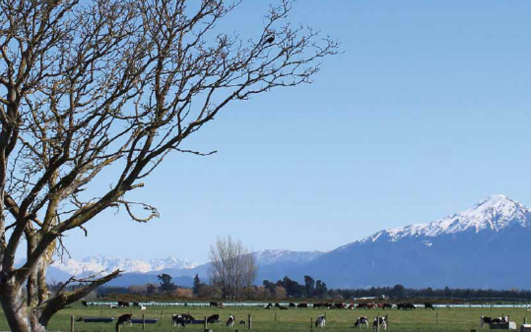 Calf Nutrition New Zealand