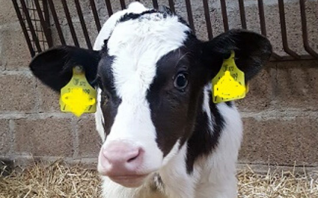 Colostrum and Transition milk – Frequently Asked Questions