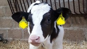 Colostrum and Transition milk – Frequently Asked Questions