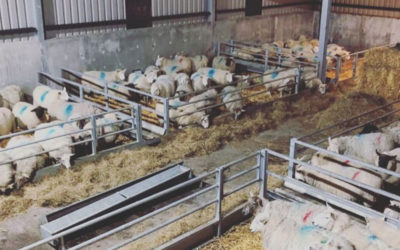 Proper preparation prevents poor performance in the lambing shed