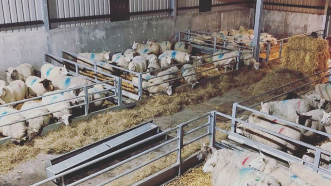 Proper preparation prevents poor performance in the lambing shed