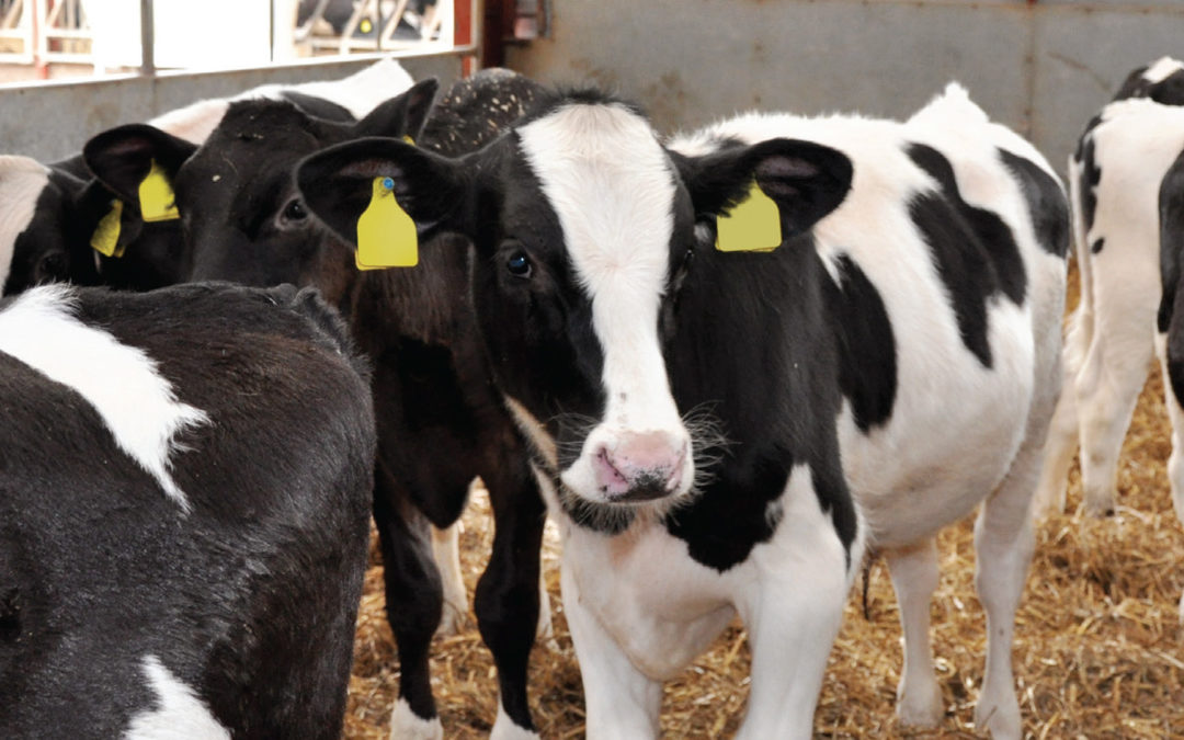 British Dairying – May 21 Issue