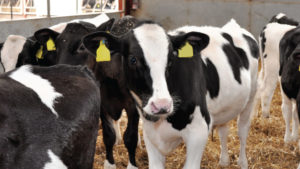 British Calf Rearing May 2021