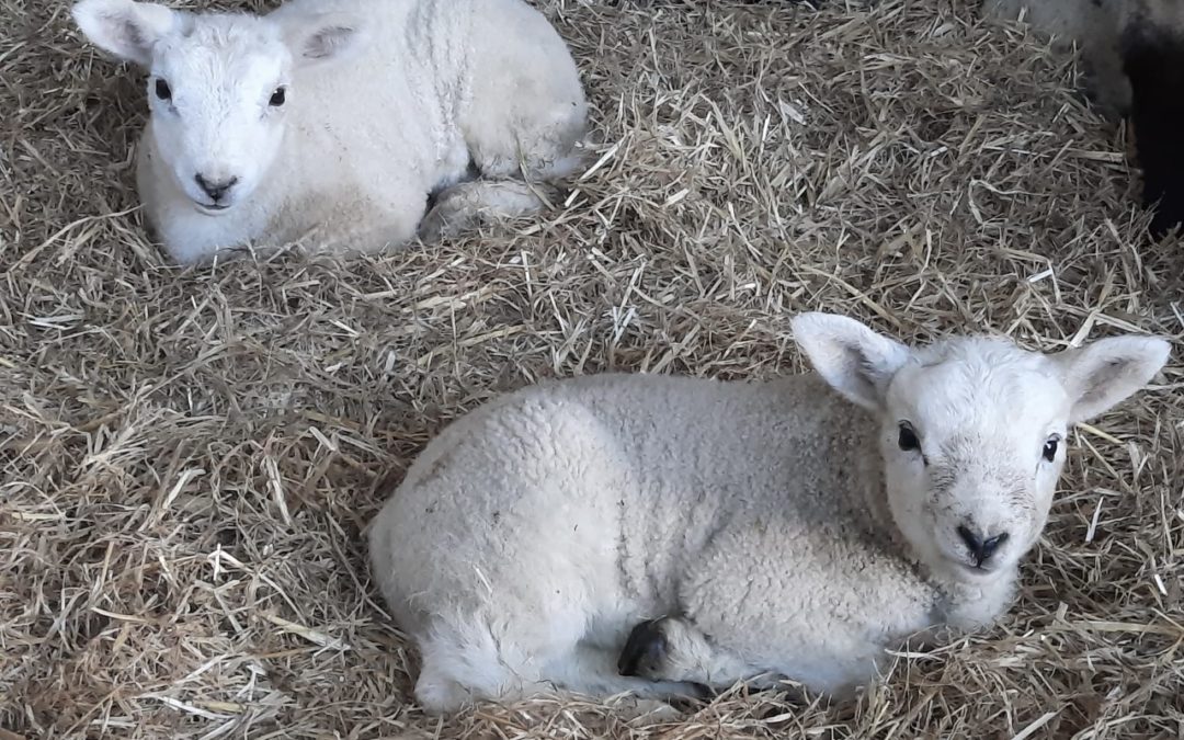 Boost bone metabolism and growth rates in artificially reared lambs with Ewe-reka milk replacer