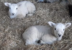 Lamb rearing hints