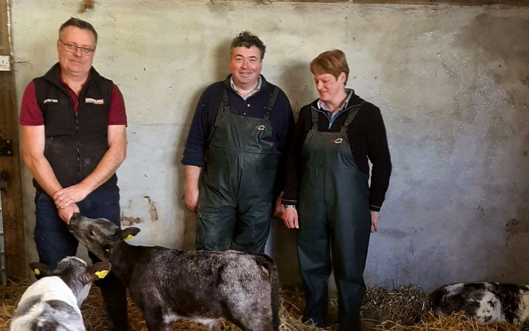 Pedigree Jersey cow calving at Langage farm