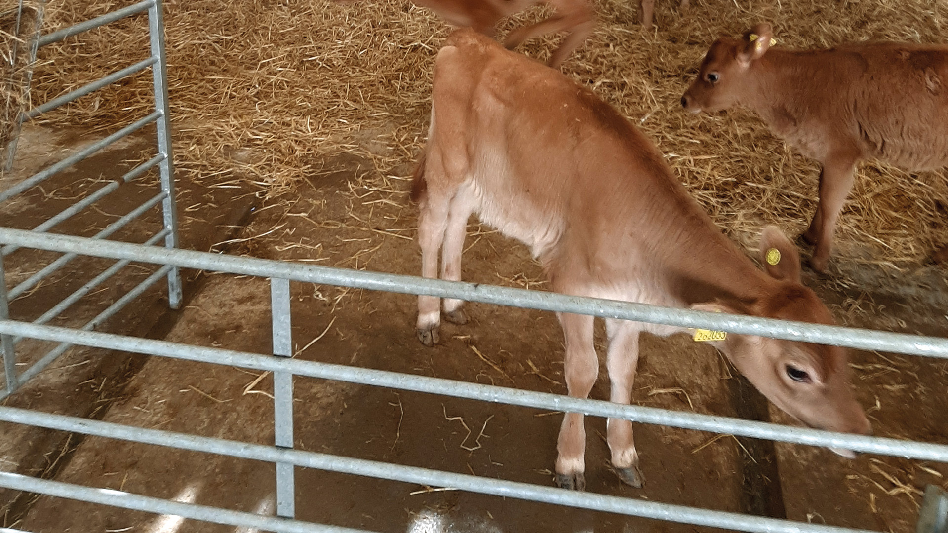 Langage farm calves