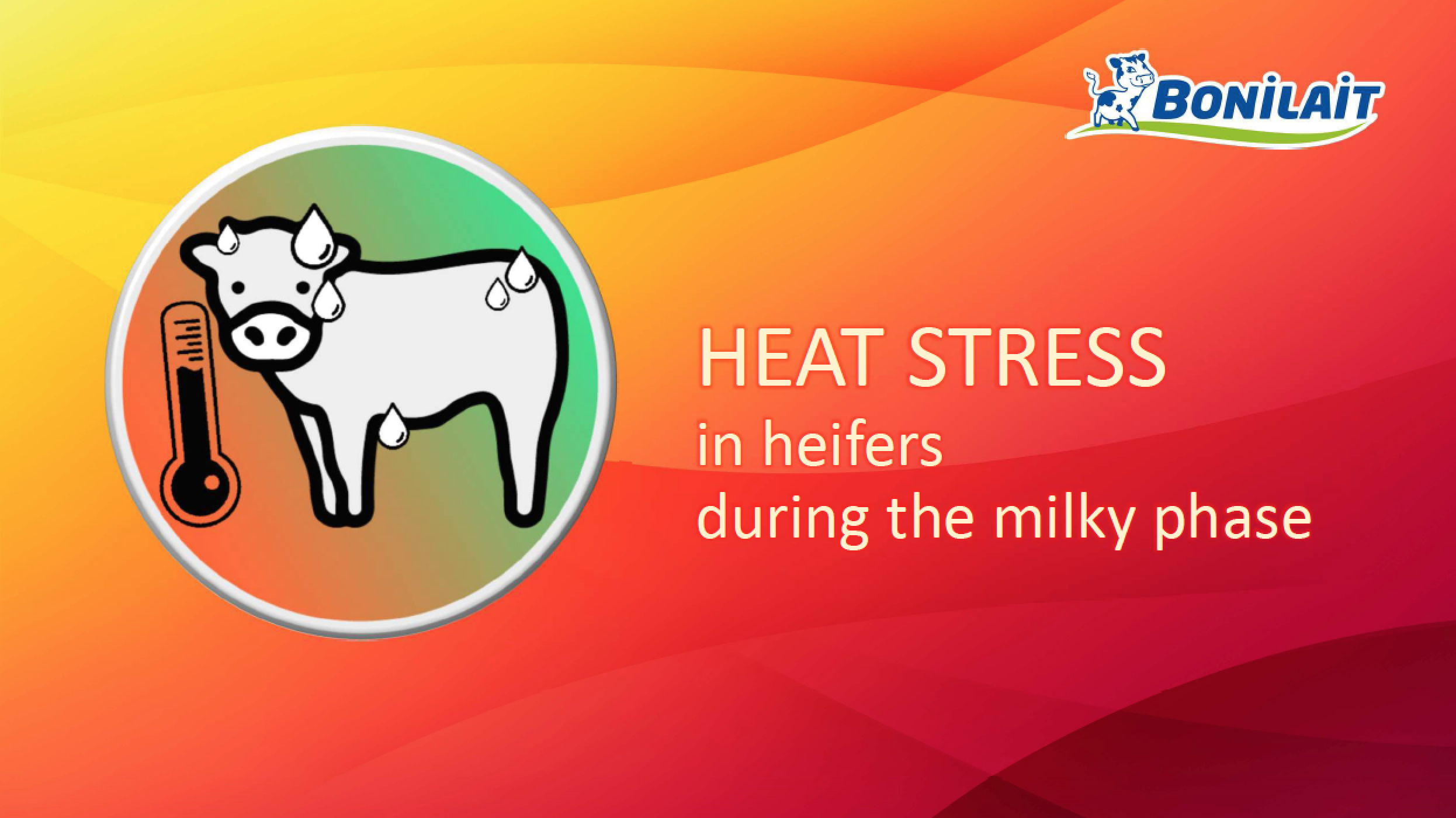 Heat stress in heifers