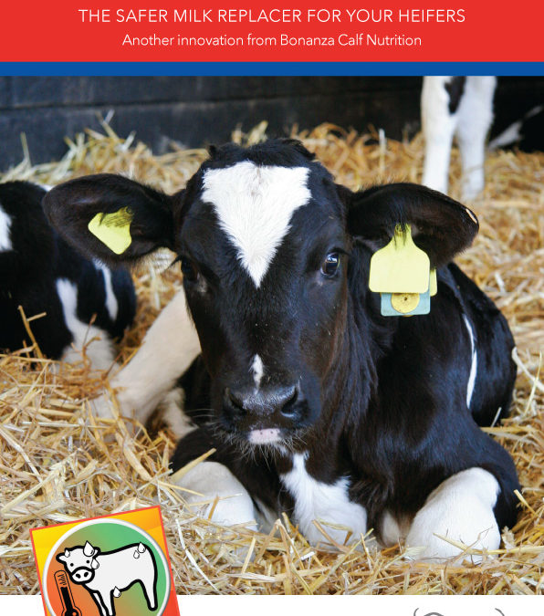 Shine Heifer Start leaflet