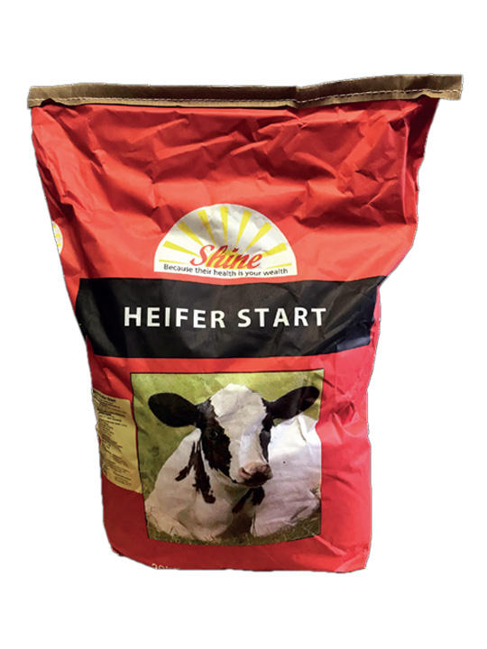 Shine Heifer Start