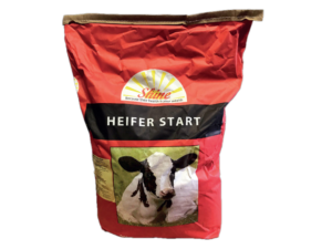 Shine Heifer Start