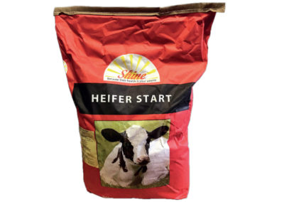 Shine Heifer Start