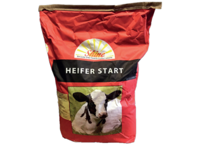 Shine Heifer Start