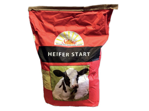 Shine Heifer Start