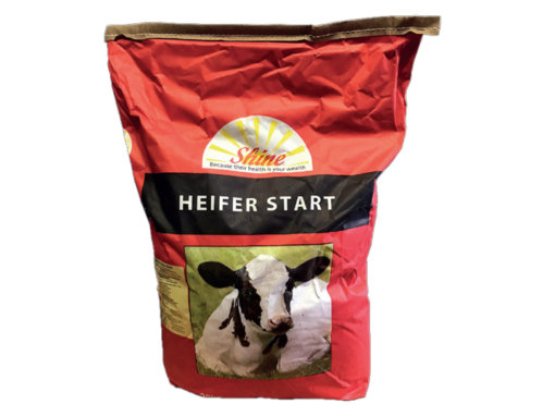 Shine Heifer Start