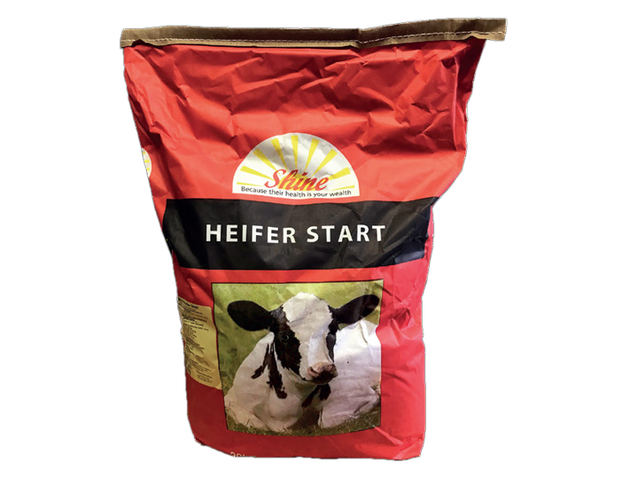 Shine Heifer Start