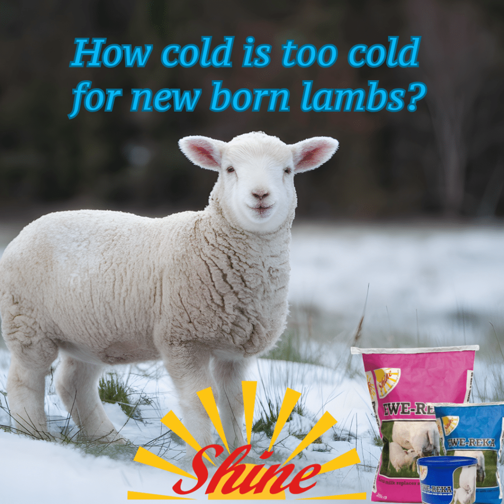 Image of lamb in snow with Shine Ewereka product to protect from hypothermia