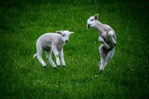 skipping lambs image for colostrum article